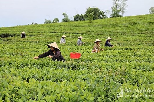 Tìm ra lợi thế từng vùng để định hướng sản xuất nông nghiệp