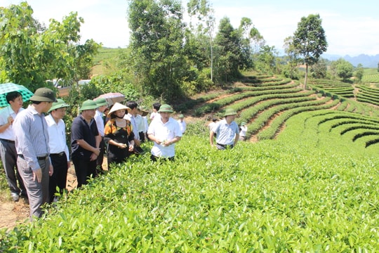 Phát huy thế mạnh của huyện Anh Sơn trong chiến lược phát triển miền Tây