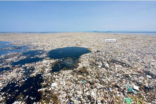 'Vùng chết' lan rộng khắp các đại dương