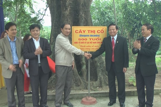 Cây thị 500 năm tuổi ở Nghệ An được vinh danh "Bách niên cổ mộc"