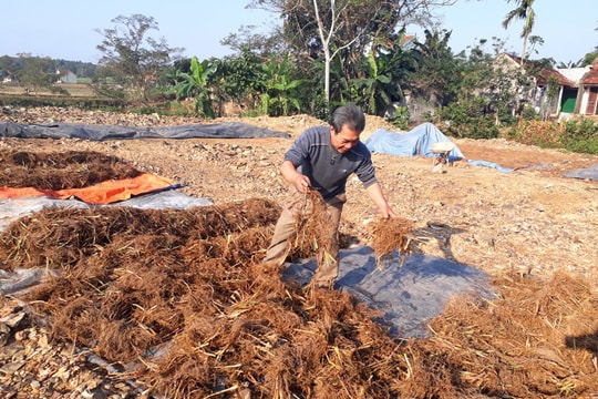 Nông dân Quỳnh Lưu sản xuất hương thẻ phục vụ Tết