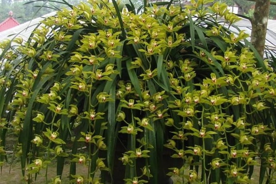 Đại gia bỏ 1 tỷ chơi hoa lan huyền thoại