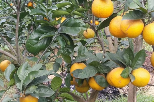 Nghệ An: Quy hoạch phát triển 180 ha cam Xã Đoài