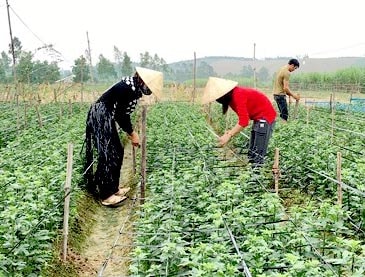 Nông hộ trồng hoa lãi 400 triệu đồng/năm ở Hoàng Mai​