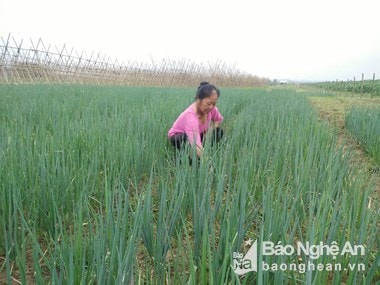 Nông dân Anh Sơn trồng hành hoa cho thu nhập 7 triệu đồng/sào