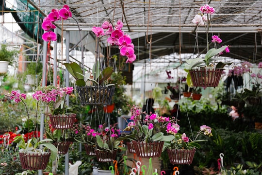 Thị trường hoa Tết thành Vinh bắt đầu nhộn nhịp