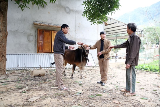 Dịch lở mồm long móng, tụ huyết trùng xuất hiện ở Tương Dương