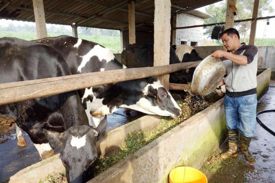  8X thu lãi 500 triệu đồng mỗi năm từ nuôi bò sữa