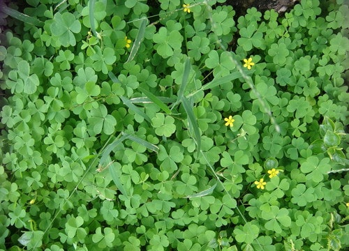 Cây chua me đất hoa vàng chữa viêm họng cực tốt