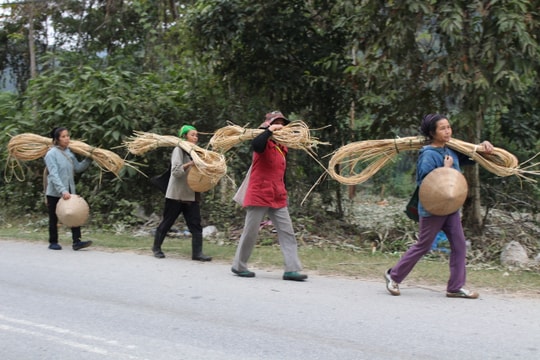 Người cao tuổi vùng cao thu hoạch mây bán gây quỹ hội