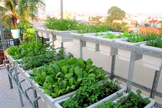 Bí quyết trồng  và chăm sóc rau trên sân thượng 