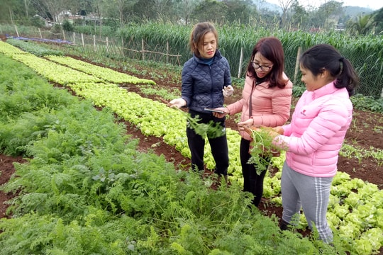 Trồng rau hữu cơ cho hiệu quả cao