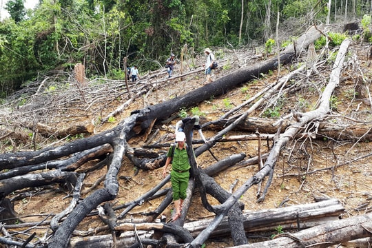 Đề nghị truy tố vợ chồng phá 3,6ha rừng phòng hộ