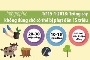 Từ 15/1: Trồng cây sai chỗ có thể bị phạt đến 15 triệu