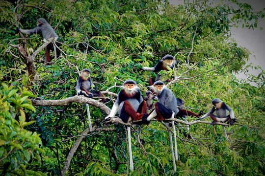 Người đàn ông bị bắt khi vận chuyển Voọc chà vá chân nâu đi tiêu thụ