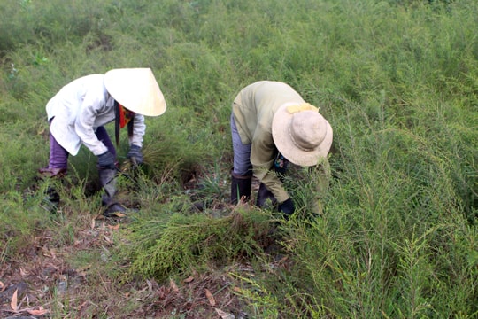 Khoanh nuôi cây rành rành làm chổi trện cho thu nhập cao