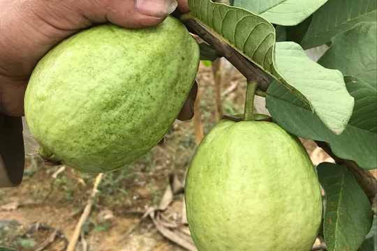 Ổi lê Nghệ An theo tiêu chuẩn VietGAP giá cao, "hút" khách