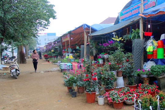 Thành phố Vinh: “Sốt” dịch vụ cho thuê đất bán hoa, cây cảnh Tết