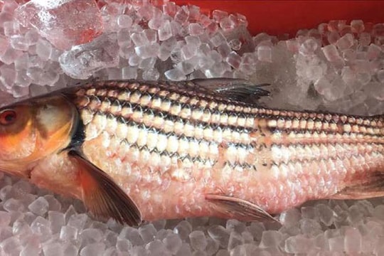 Kỷ lục: Nồi cá chài sóc kho 12 triệu đồng