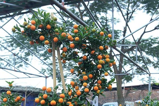 Chiêm ngưỡng cây  quất cảnh “kim long bạch mã” giá gần trăm triệu