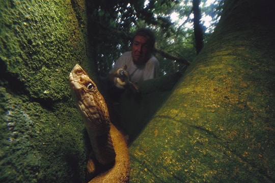 Đảo rắn độc đáng sợ ở Brazil