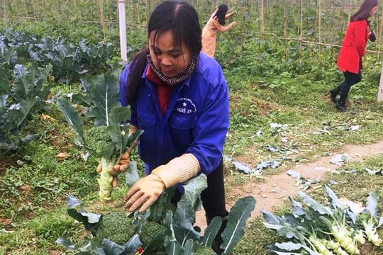 Rau hữu cơ đắt gấp 3 lần, khách vẫn tìm mua tận ruộng