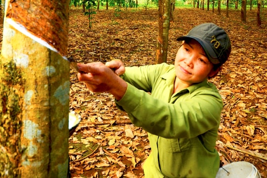 Vực dậy vùng vàng trắng ở Nghệ An