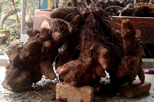 Xôn xao củ khoai nặng gần 70 kg ở Nghệ An