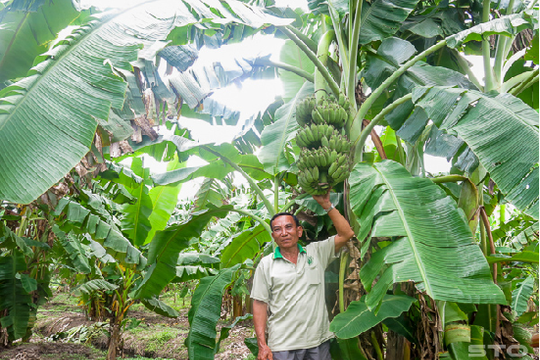 Lá chuối ở nước ngoài cao gấp 20 - 30 lần lá chuối Việt