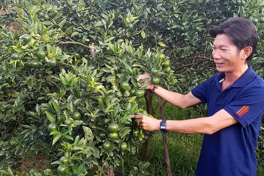 Lạ mà hay: Trồng quýt bằng nước cốt cá tươi, 1 năm thu 6 tỷ