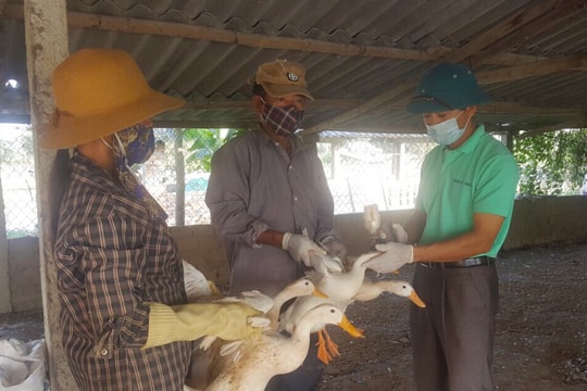 Xuất hiện ổ dịch cúm gia cầm Diễn Châu