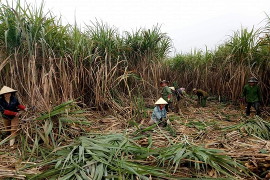 Nghệ An: Giá mía cao nhất đạt 1.150.000 đồng/tấn tại ruộng