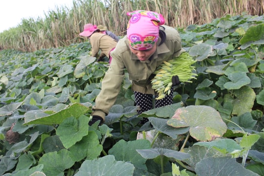 Bù rợ trên đất bãi: 'Ăn' cả ngọn, hoa, quả