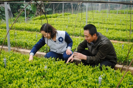 Nghệ An sẽ trồng mới 17.000 ha rừng nguyên liệu