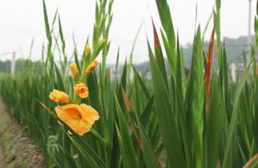 Con Cuông: Nhiều gia đình tự trồng hoa chơi Tết