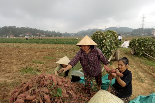 Nông dân Nam Đàn thu 60 triệu đồng/ha từ khoai lang đỏ