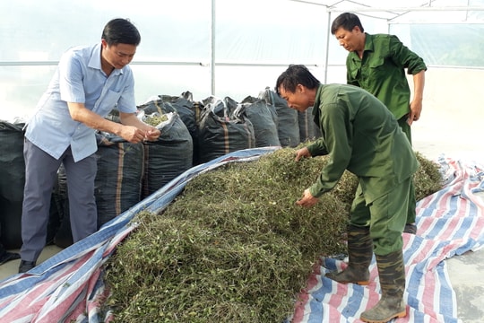 Mở rộng diện tích cây dược liệu ở Con Cuông
