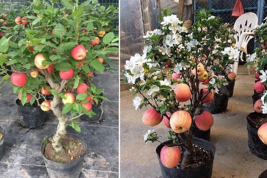 Táo đỏ Trung Quốc nguyên cây trưng Tết: Có độc, cấm ăn
