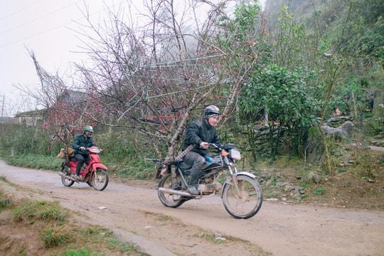 Đào rừng rạo rực về xuôi ngày áp Tết