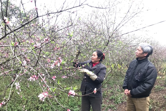Người trồng “khóc ròng” vì đào Tết nở sớm