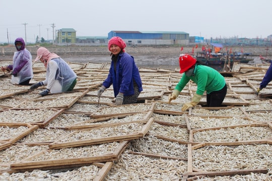 Làng biển rộn mùa chế biến cá trỏng xuất khẩu 