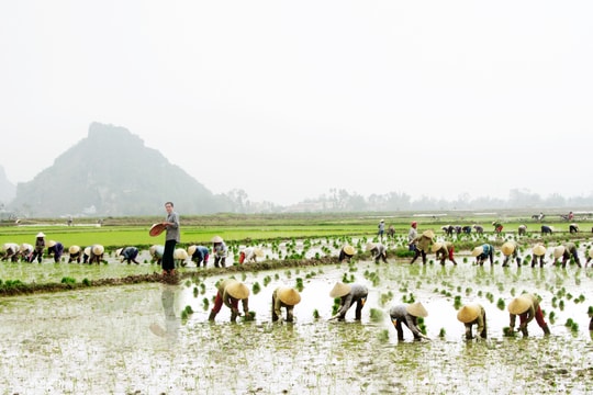 Hàng trăm người dân xóm Rộc “đổ đồng” cấy lúa giúp gia đình hoàn cảnh éo le