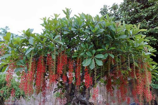 8 loại cây cảnh mang tài lộc vào nhà ngày Tết