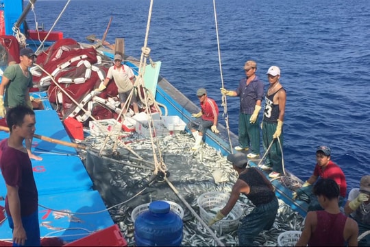 Tàu cá nghề vây ở Quỳnh Lưu 'đói' lao động