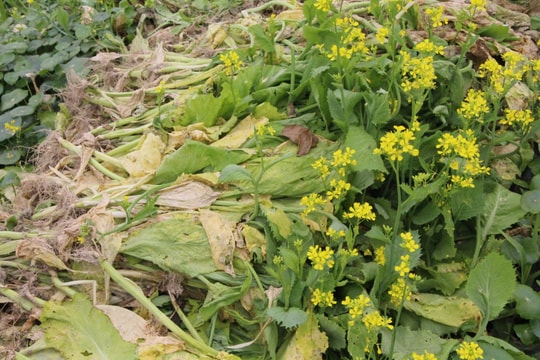 Giá rớt thảm, nông dân thành phố Vinh vứt bỏ hàng tấn rau 