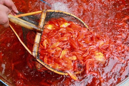 Lùng khắp miền Bắc gom 5 tấn chép đỏ: Chờ 1 dịp lãi 100 triệu