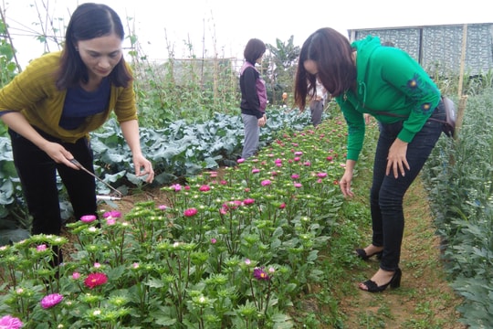  Thanh Chương: Nhộn nhịp đồng hoa ngày cận Tết