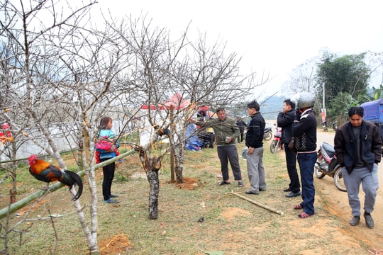 Nhộn nhịp chợ đào đá ở vùng biên Nghệ An