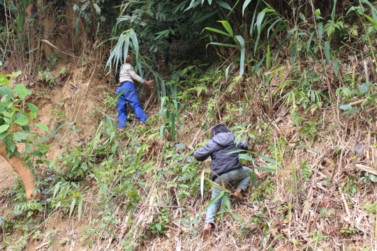 Trẻ em vùng cao vượt lạnh giá lên núi bẻ đót 'đổi' áo Tết