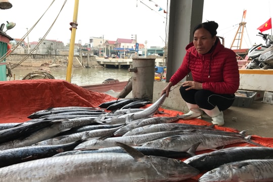 Chuyến biển cuối năm, ngư dân Hoàng Mai trúng đậm cá thu 